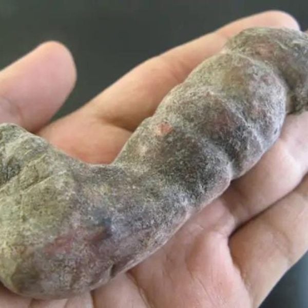 Caterpillar Fossil - Type D5 - Image 2