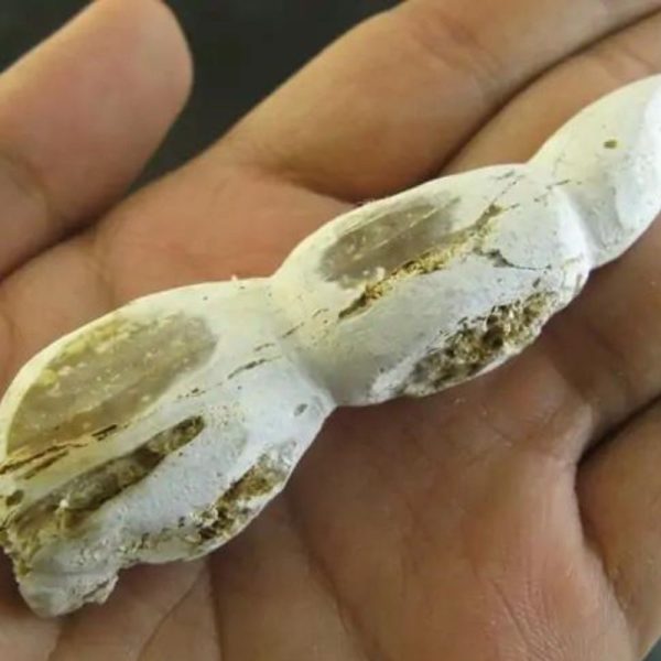 CaterpillarFossil-D4-B-Large-_1