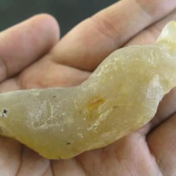 CaterpillarFossil-C4-B-Large-_1