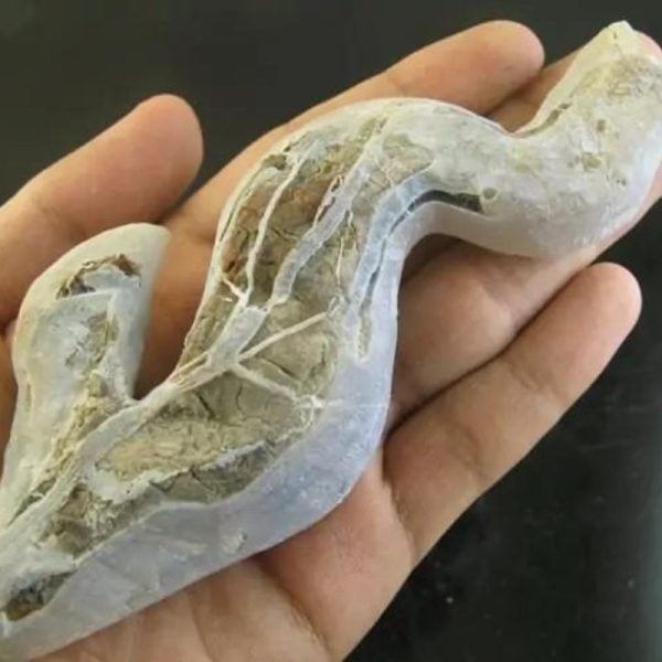 CaterpillarFossil-D3-B-Large-_1
