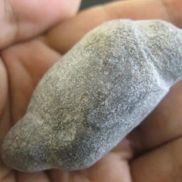 Caterpillar Fossil - Type C3 - Image 2