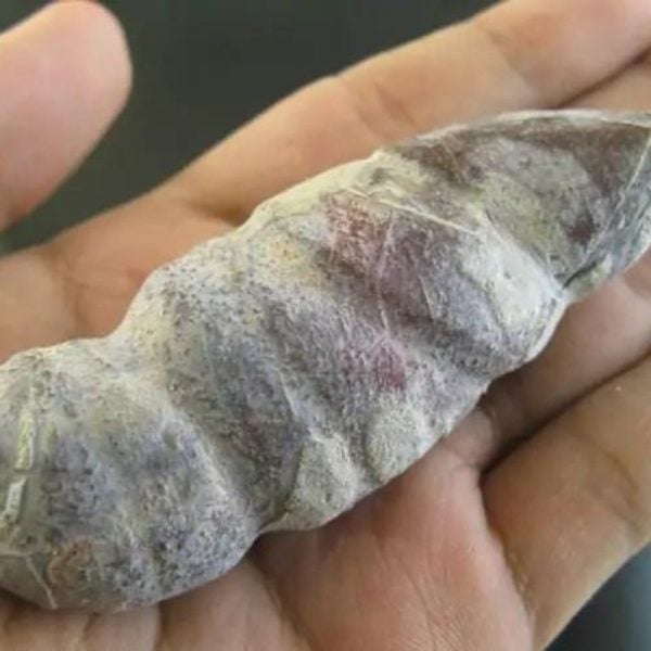 CaterpillarFossil-C2-B-Large-_1