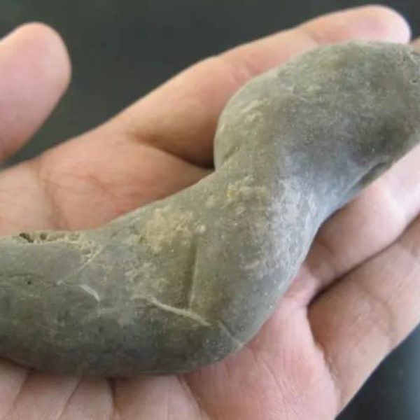 CaterpillarFossil-E2-B-Large-_1