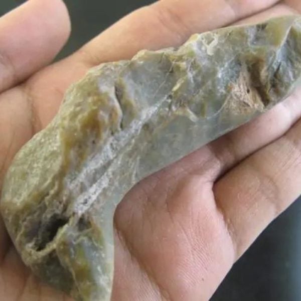 CaterpillarFossil-F2-B-Large-_1