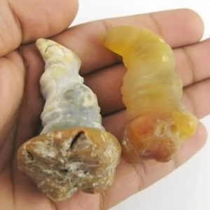 Sauro Pari Snake Horns - Type A4