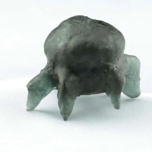 Caterpillar Fossil - Type A2