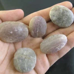 Porcupine Pearl - Type H1