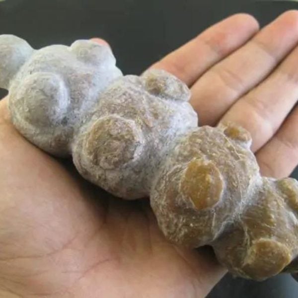 Caterpillar Fossil - Type B1