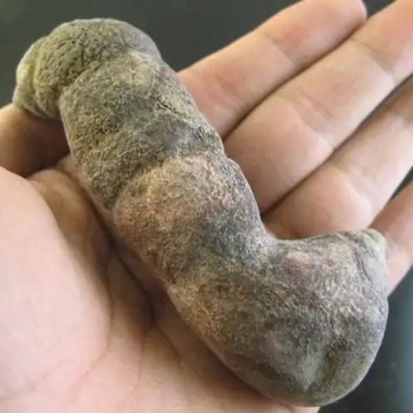 Caterpillar Fossil - Type D5