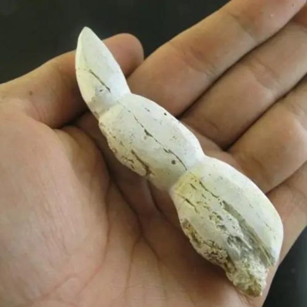 Caterpillar Fossil - Type D4