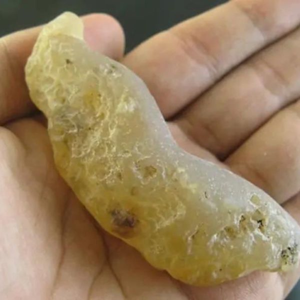 Caterpillar Fossil - Type C4