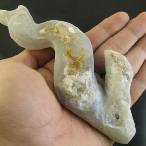 Caterpillar Fossil - Type D3
