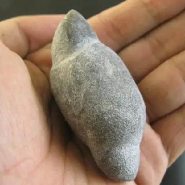 Caterpillar Fossil - Type C3