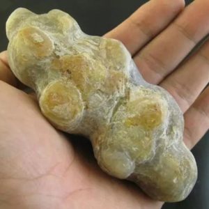 Caterpillar Fossil - Type D2