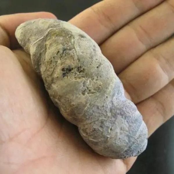 Caterpillar Fossil - Type C2