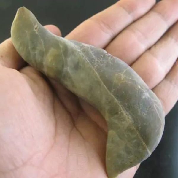 Caterpillar Fossil - Type F2