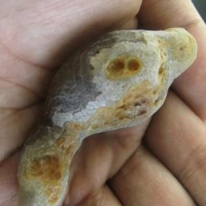 Caterpillar Fossil - Type H1