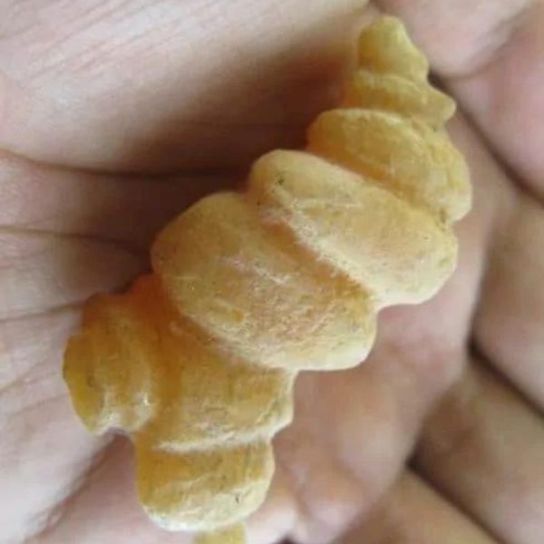Caterpillar Fossil - Type G1