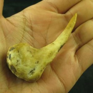 Sawo Kembang Snake Horn - Type B4