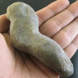 Caterpillar Fossil - Type E1