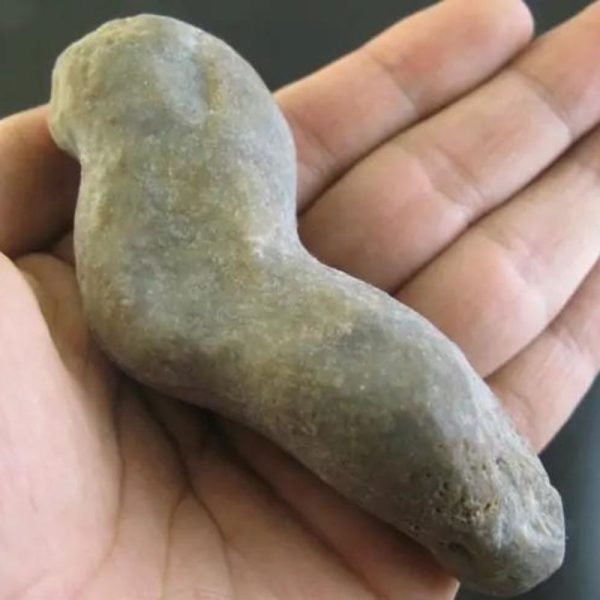 Caterpillar Fossil - Type E1