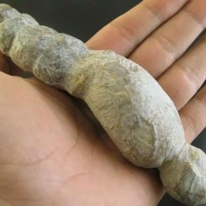 Caterpillar Fossil - Type D1