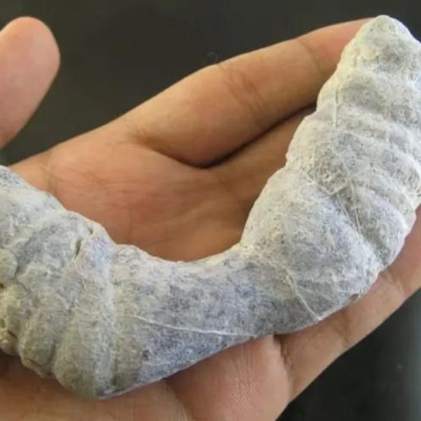 Caterpillar Fossil - Type C1