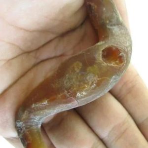 Worm Fossil - Type B1