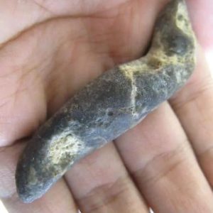Worm Fossil - Type A2