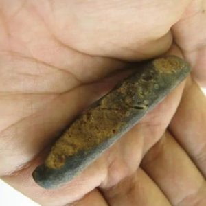 Worm Fossil - Type A1