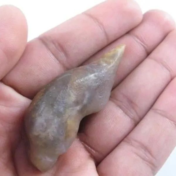 Fossilized Caterpillar - Type A4