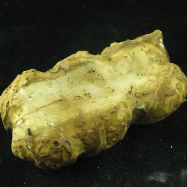 Wulan Dragon Horn - Type A2 - Image 3
