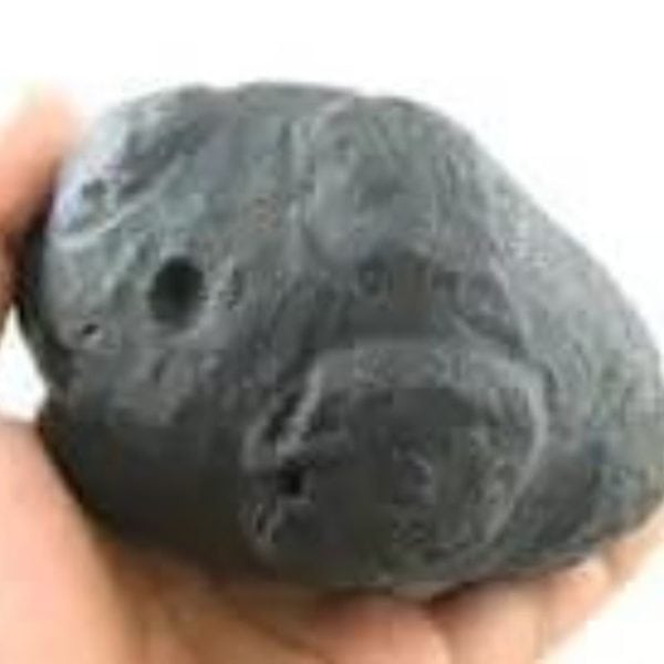 Star Oil Fossilized - A3.2