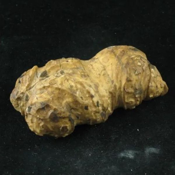 Wulan Dragon Horn - Type A2 - Image 2