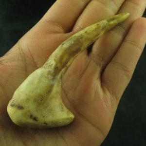 Sawo Kembang Snake Horn – Type C2