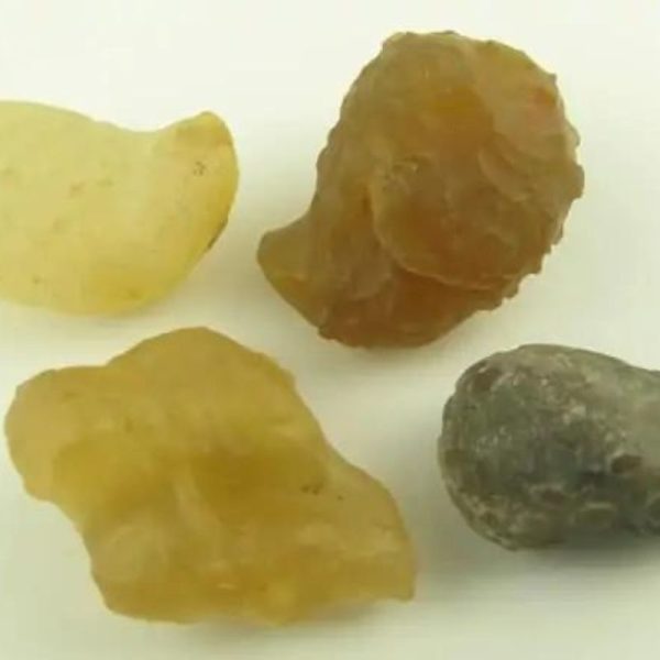 Sauro Pari Snake Horns - Type A1 - Image 3
