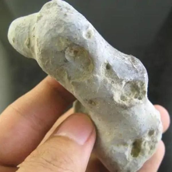 Lion Horn Fossil - Type C1 - Image 3