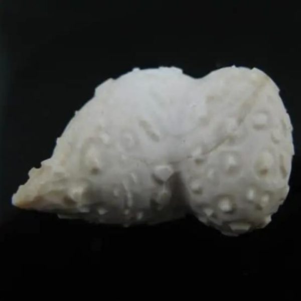 White Lion Horns - Type A4 - Image 3