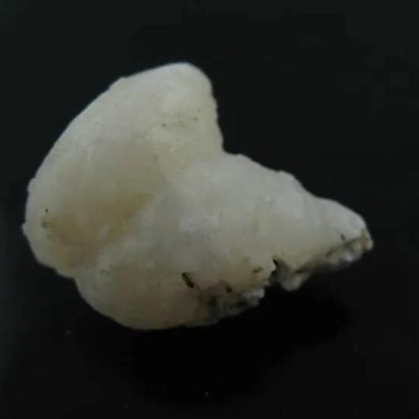 White Lion Horns - Type A13 - Image 3