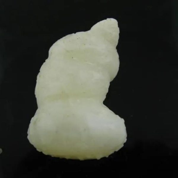White Lion Horns - Type A2 - Image 3