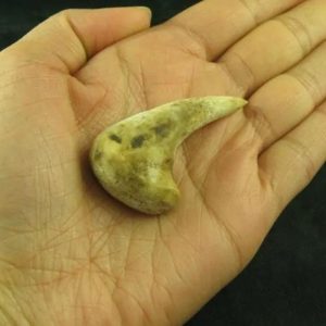 Sawo Kembang Snake Horn – Type B1