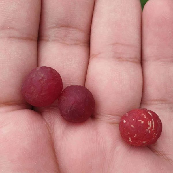 Centipede Pearls - Type J - Image 2