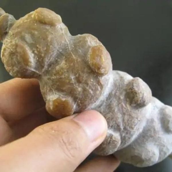 Caterpillar Fossil - Type B1 - Image 3