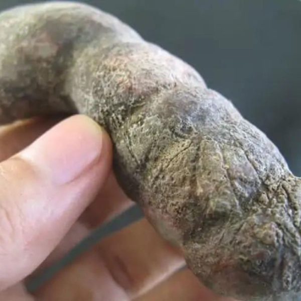 CaterpillarFossil-D5-C-Large-_1