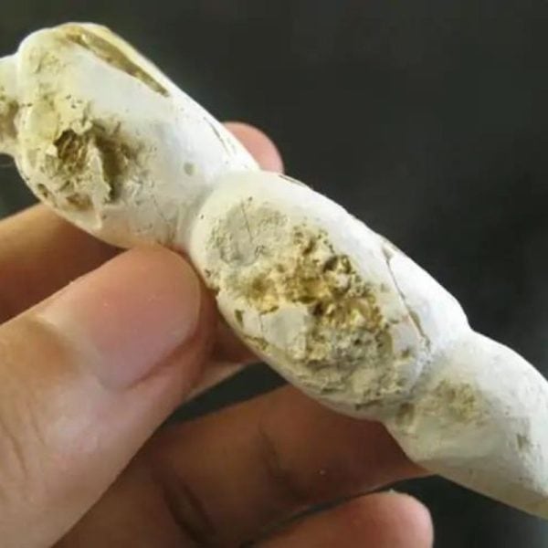 CaterpillarFossil-D4-C-Large-_1