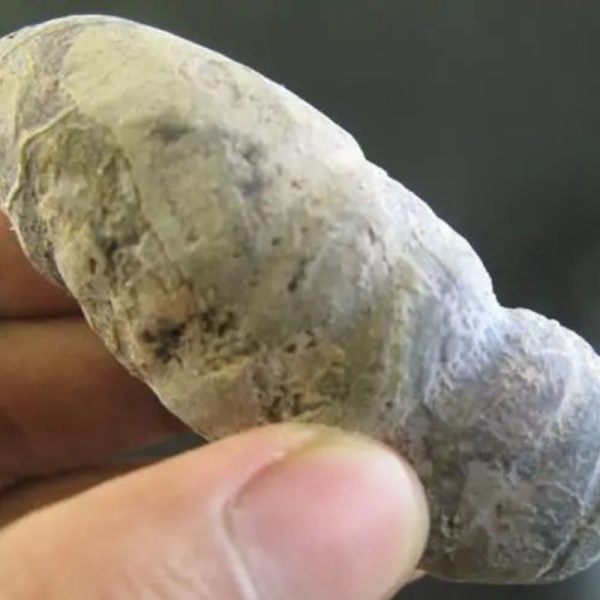 CaterpillarFossil-C2-C-Large-_1