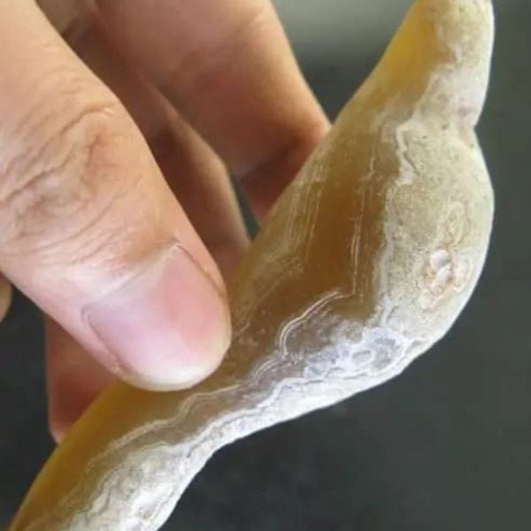 Caterpillar Fossil - Type H2 - Image 3