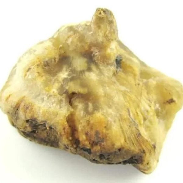Naga Bumi Horn - Type A1 - Image 3