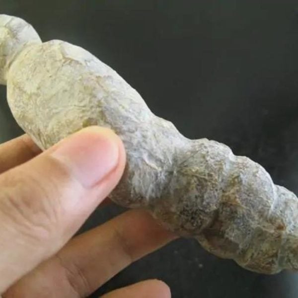 Caterpillar Fossil - Type D1 - Image 3