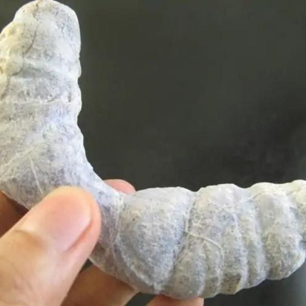 Caterpillar Fossil - Type C1 - Image 3